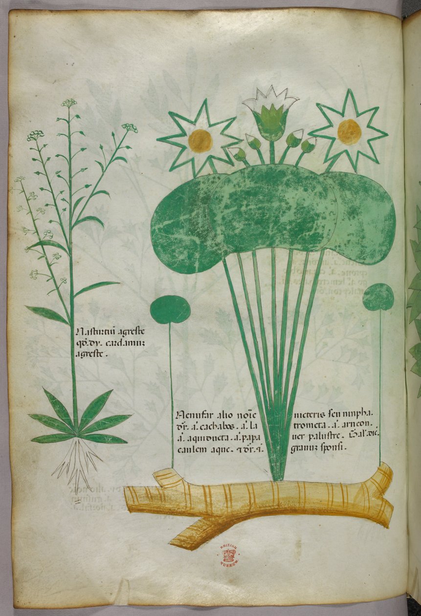 植物插图，约 1440 年（牛皮纸上的墨水和色彩） 作者 意大利学校