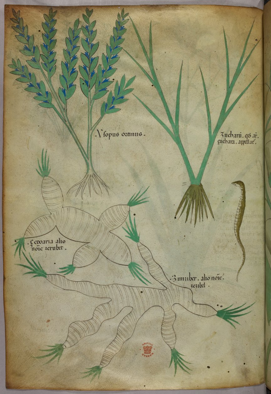 植物插图，约 1440 年（牛皮纸上的墨水和色彩） 作者 意大利学校