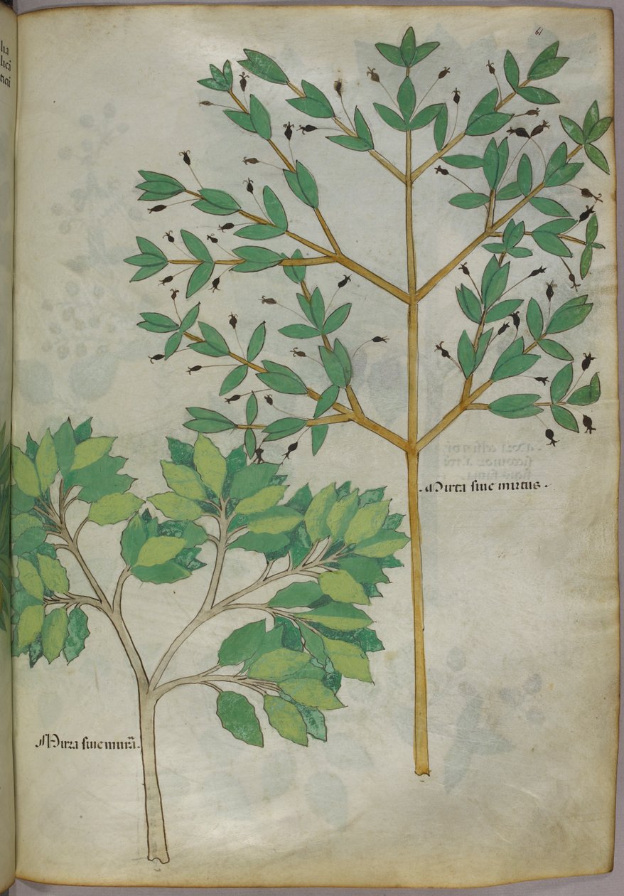 植物插图，约 1440 年（牛皮纸上的墨水和色彩） 作者 意大利学校