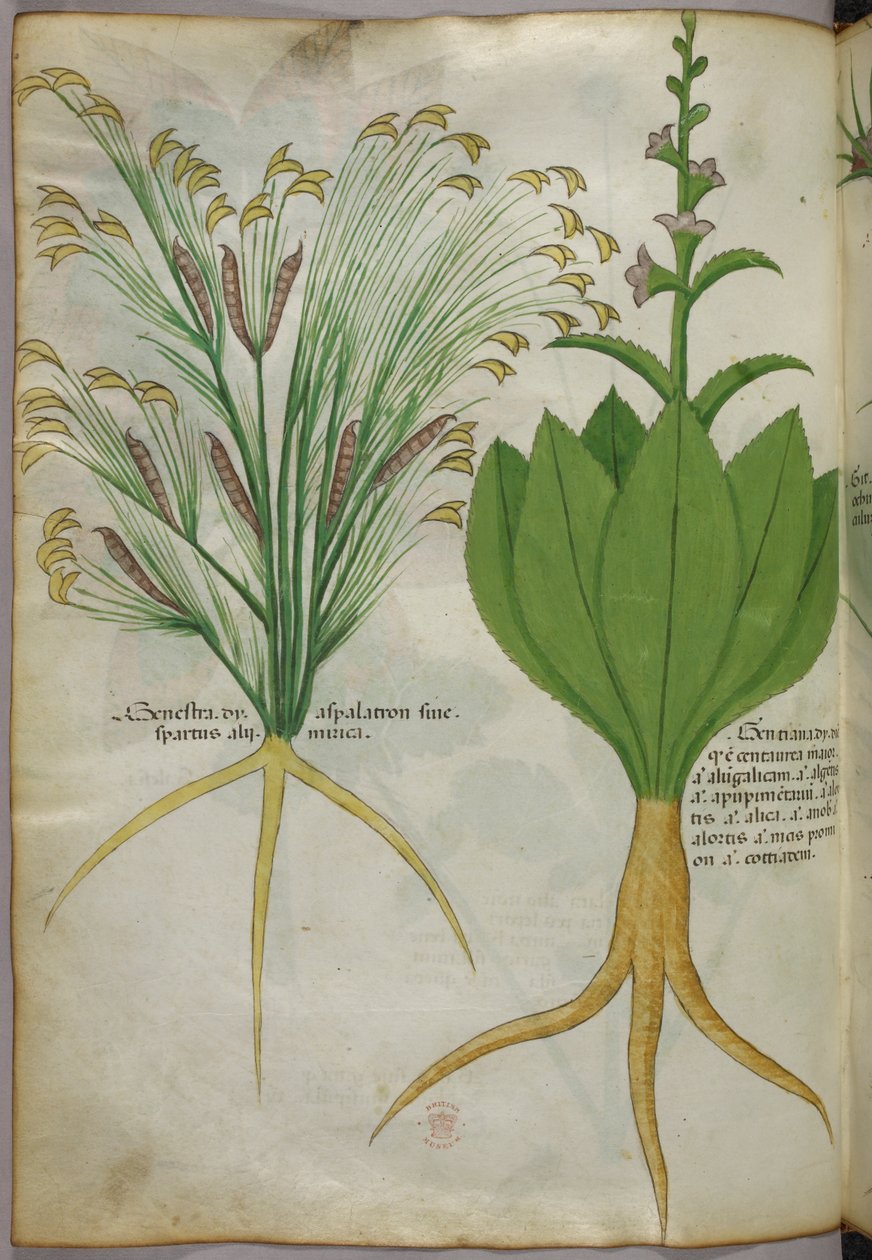 植物插图，约 1440 年（牛皮纸上的墨水和色彩） 作者 意大利学校