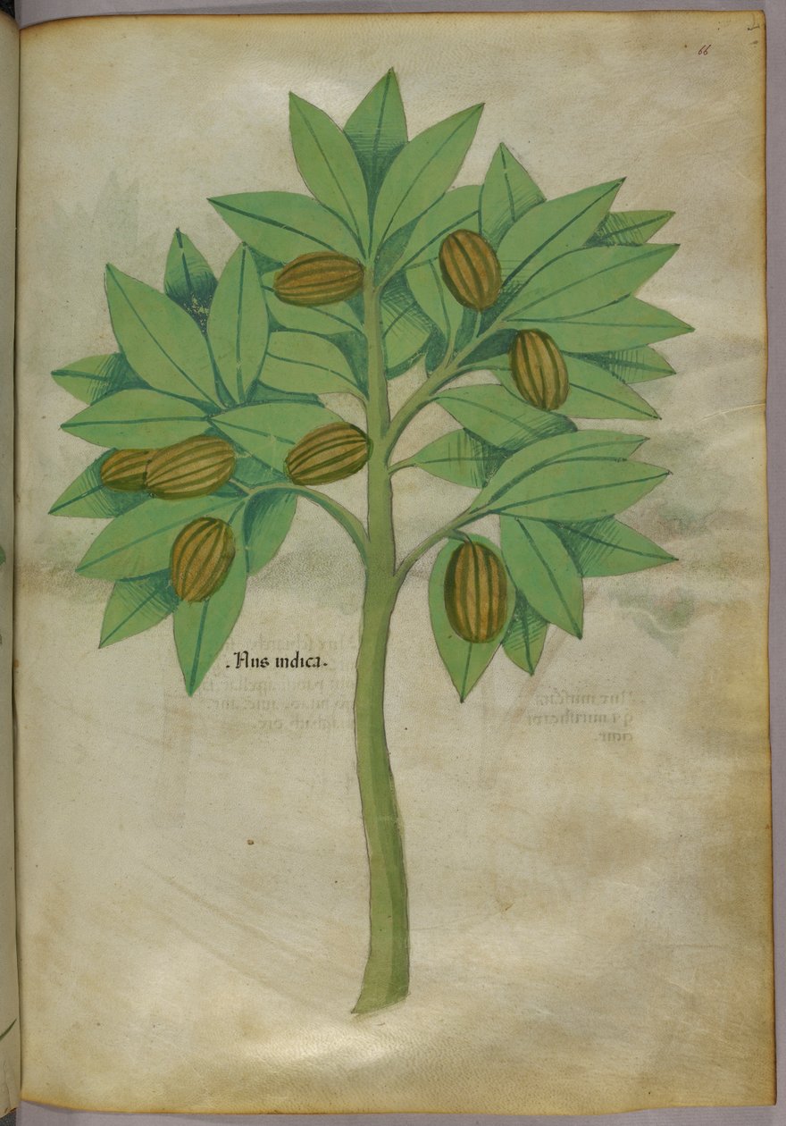 植物插图，约 1440 年（牛皮纸上的墨水和色彩） 作者 意大利学校