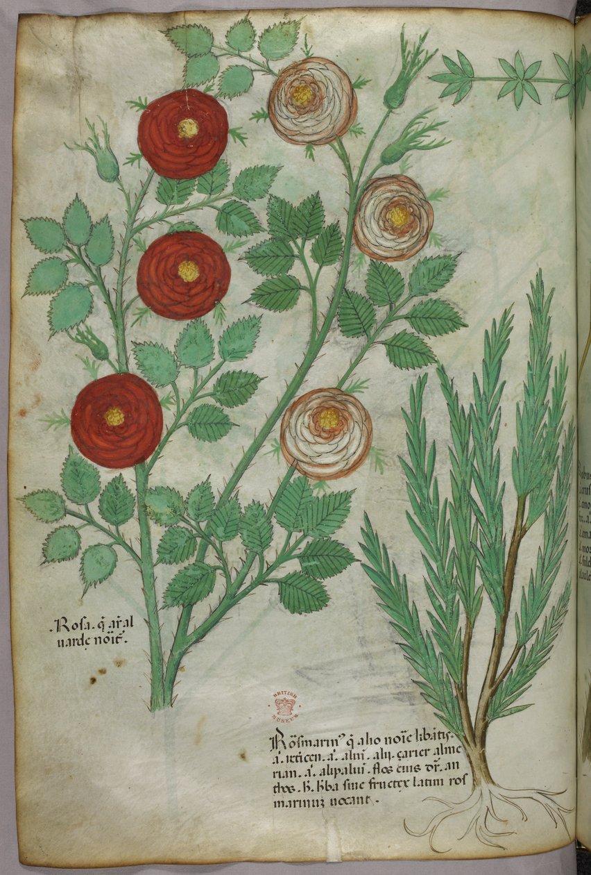 植物插图，约 1440 年（牛皮纸上的墨水和色彩） 作者 意大利学校