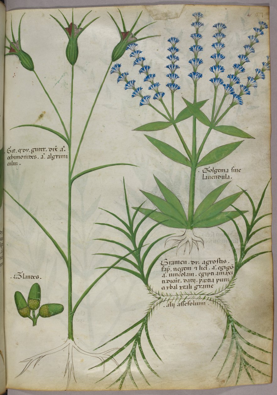 植物插图，约 1440 年（羊皮纸），约 1440 年（牛皮纸上的墨水和色彩） 作者 意大利学校