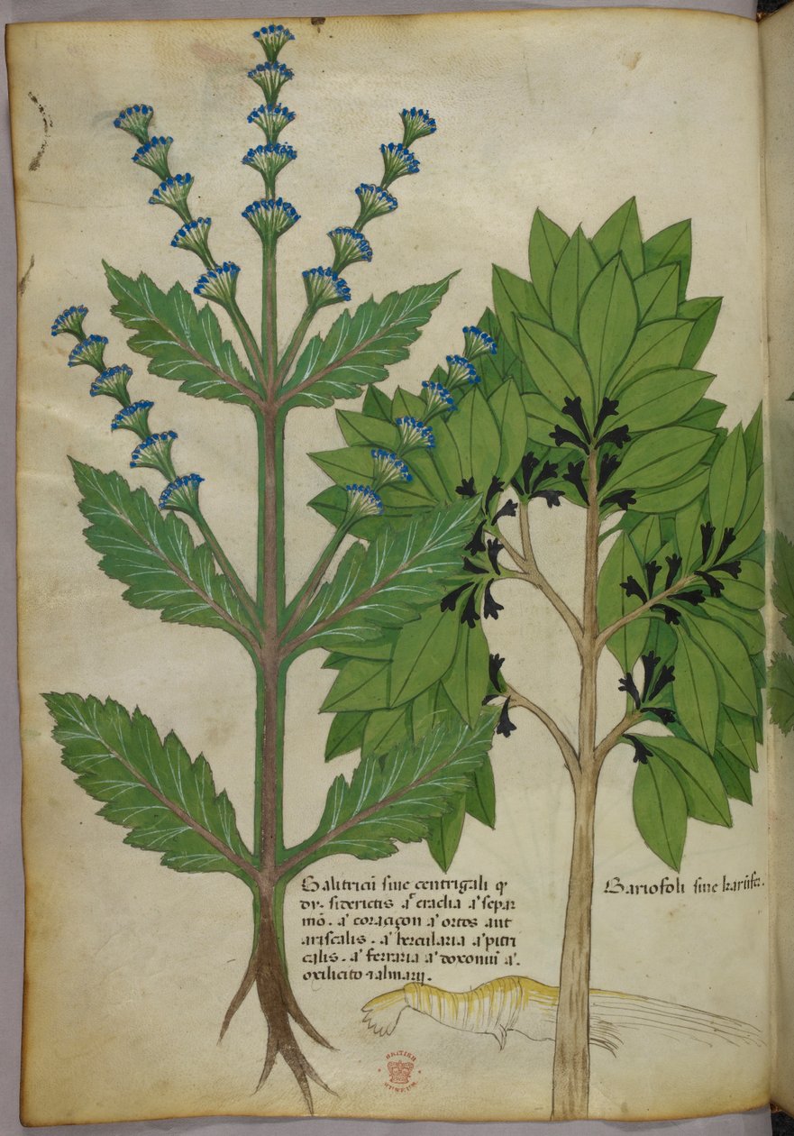 草本植物插图，Tractatus de Herbis，Sloane 4016 f.39v，约 1440 年（牛皮纸上的墨水和色彩） 作者 意大利学校