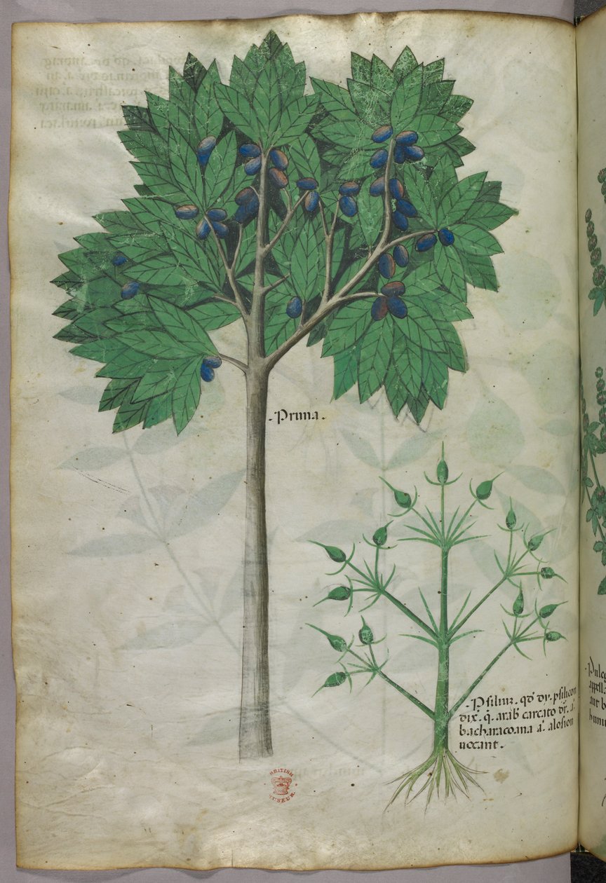 果树和植物的植物学插图，约 1440 年（牛皮纸上的墨水和色彩） 作者 意大利学校