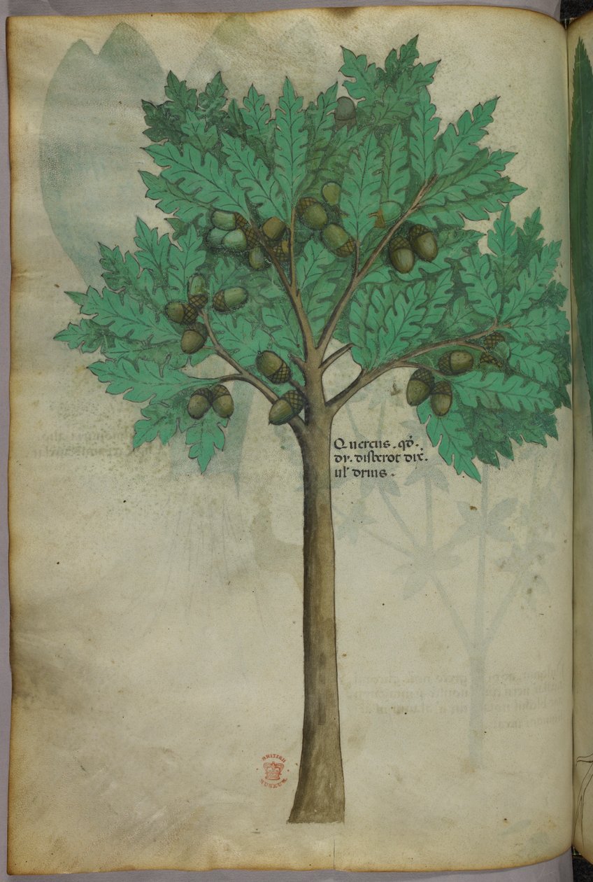 坚果树的植物学插图，约 1440 年（牛皮纸上的墨水和色彩） 作者 意大利学校