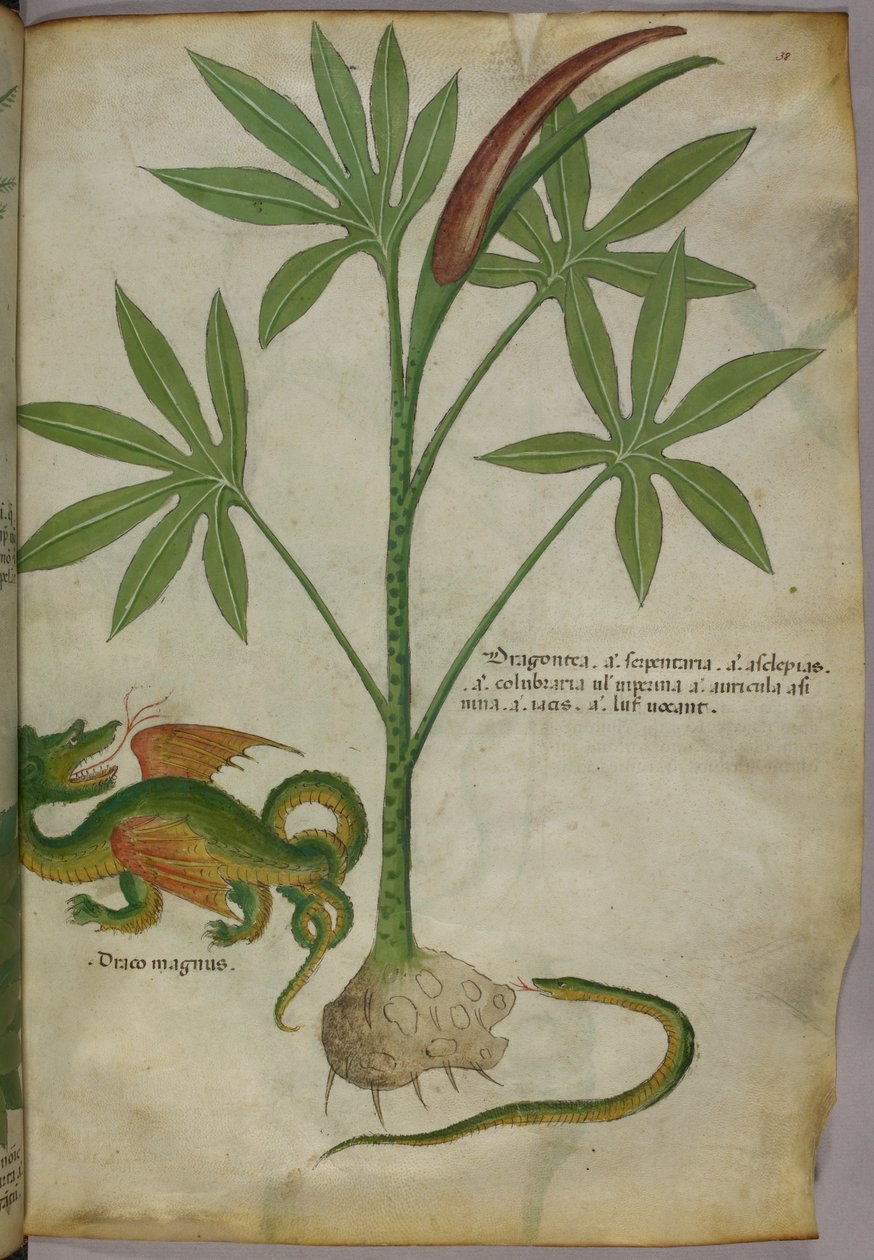 植物、龙和蛇的植物学插图，约 1440 年（牛皮纸上的墨水和色彩） 作者 意大利学校