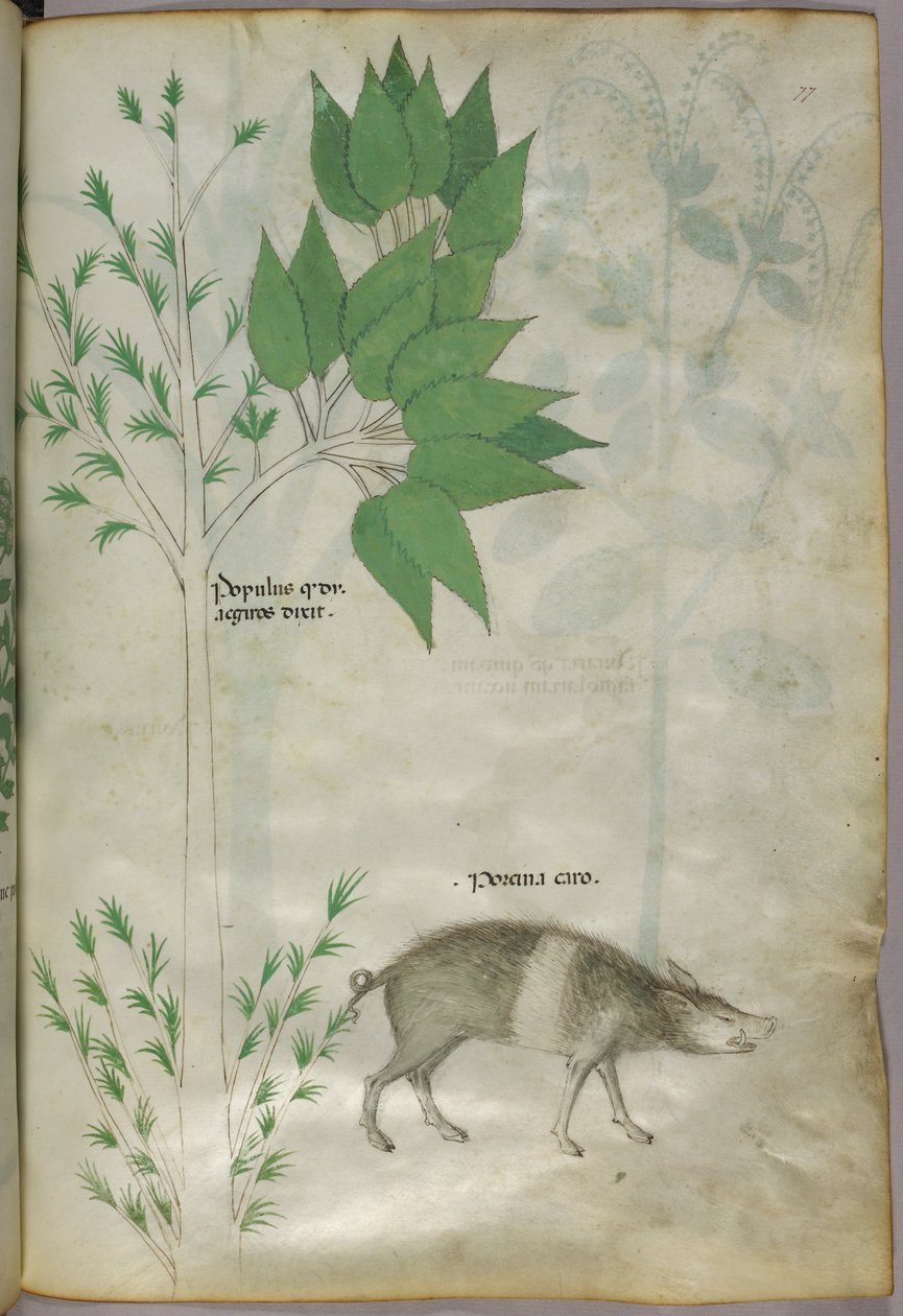 植物和野猪或猪的植物学插图，标有 "porcina caro"，约 1440 年（牛皮纸上的墨水和色彩） 作者 意大利学校