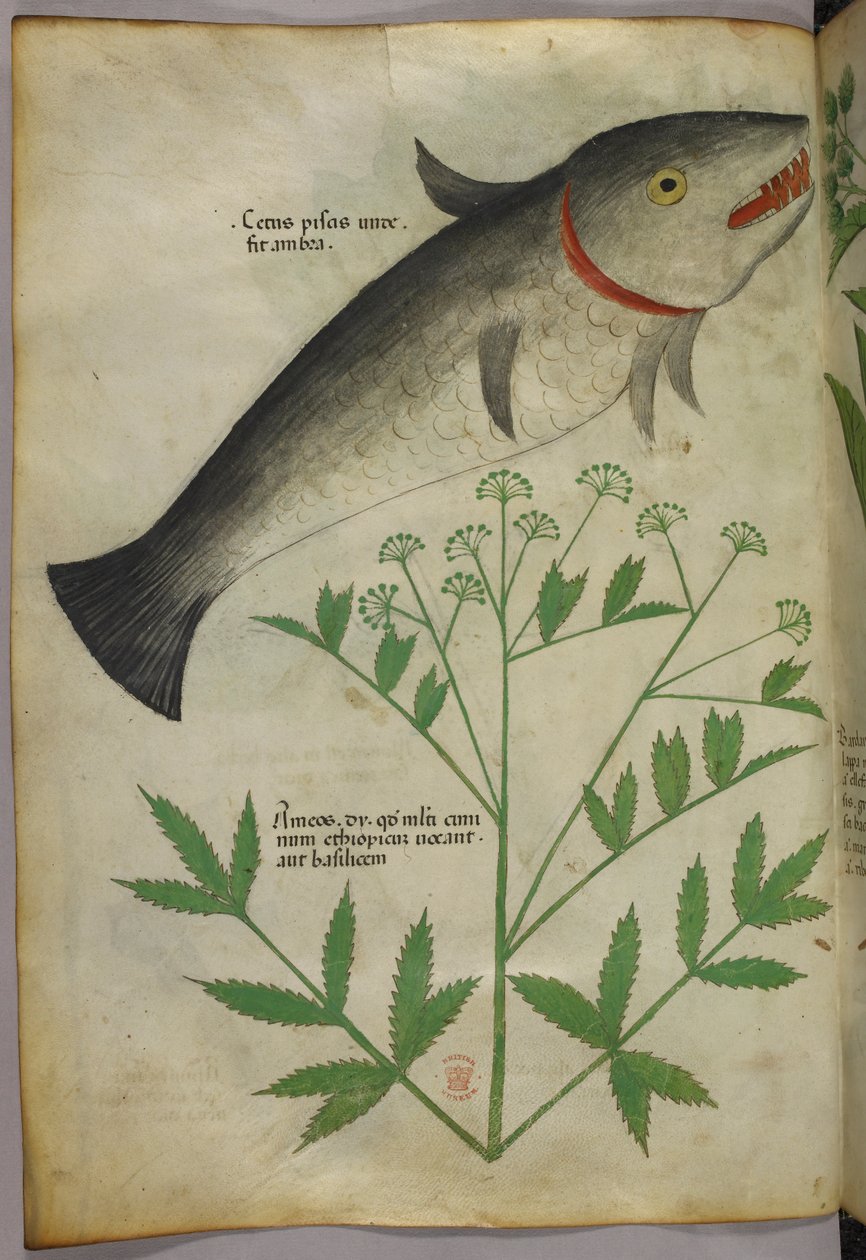 植物和鱼的植物学插图，约 1440 年（牛皮纸上的墨水和色彩） 作者 意大利学校