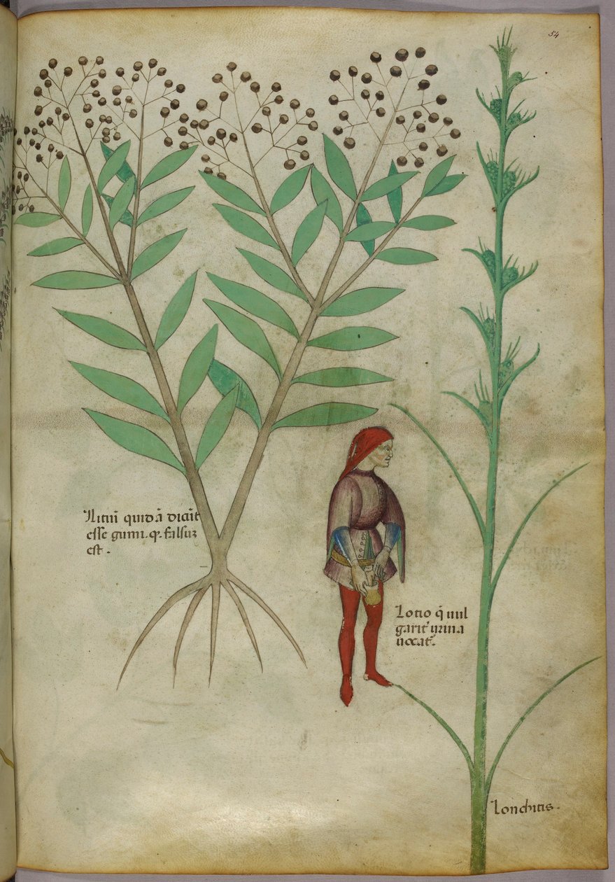 植物插图和一个男人在壶里小便的植物插图，c.1440（纸本墨水和颜色） 作者 意大利学校
