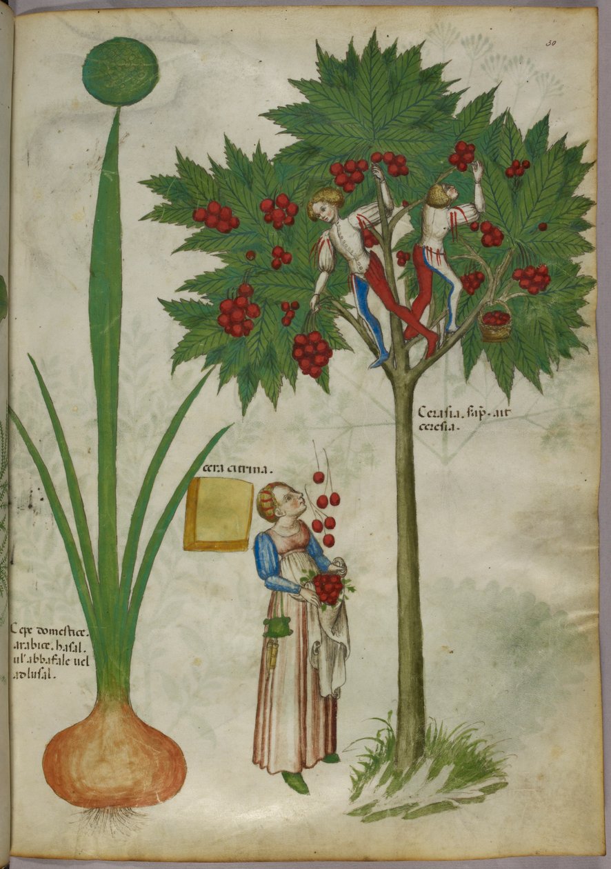 约 1440 年创作的植物插图，描绘一株植物和男孩站在一棵果树的树枝上采摘果实，并将果实扔给站在下面的一位女士（牛皮纸上的墨水和彩色图案） 作者 意大利学校