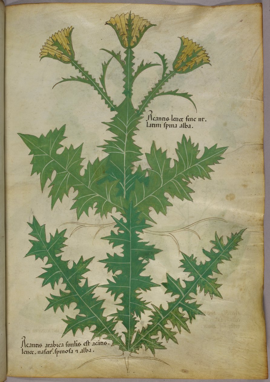 植物学插图，约 1440 年（牛皮纸上的墨水和色彩） 作者 意大利学校