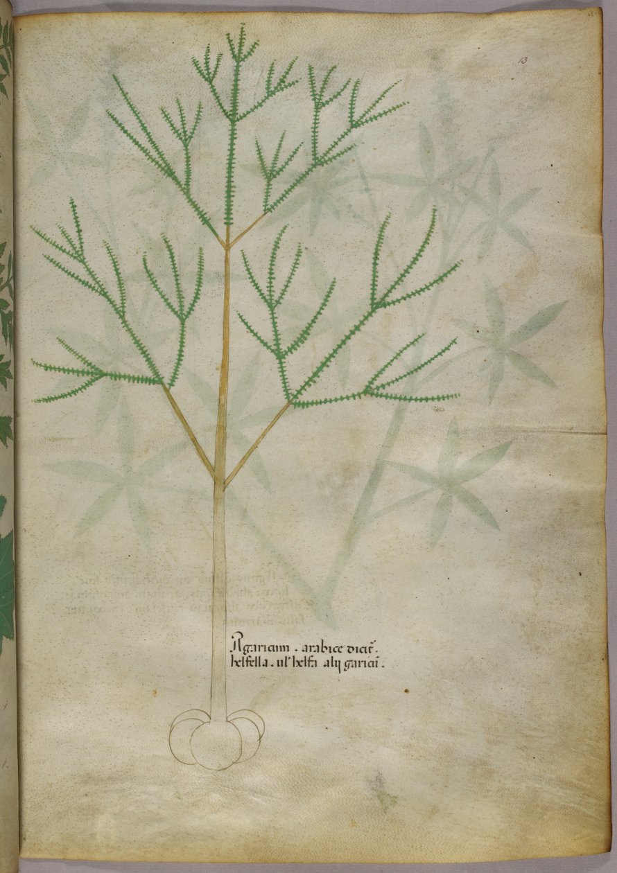 植物学插图，约 1440 年（牛皮纸上的墨水和色彩） 作者 意大利学校