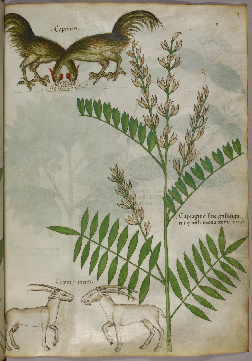 植物、两只山羊和两只鸟的植物学插图，约 1440 年（牛皮纸上的墨水和色彩） 作者 意大利学校