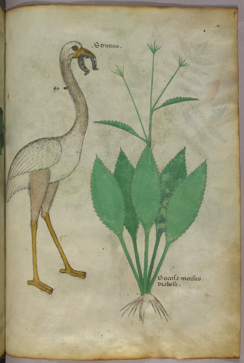 植物与火烈鸟的植物学插图，约 1440 年（牛皮纸上的墨水和色彩） 作者 意大利学校