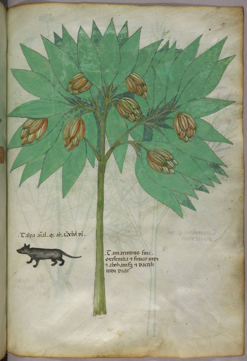 植物与动物的植物学插图，约 1440 年（牛皮纸上的墨水和色彩） 作者 意大利学校