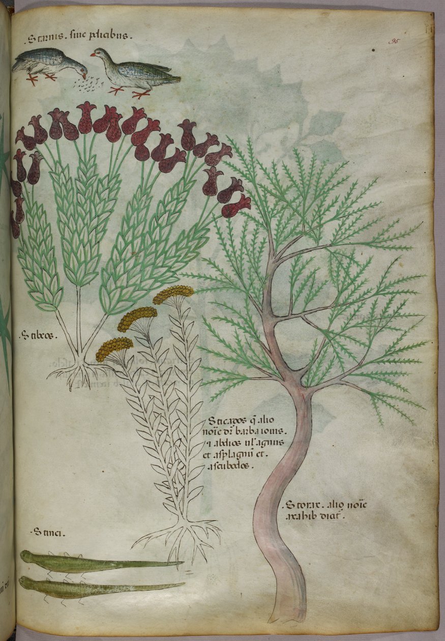 植物与鸟类和昆虫的植物学插图，约 1440 年（牛皮纸上的墨水和色彩） 作者 意大利学校