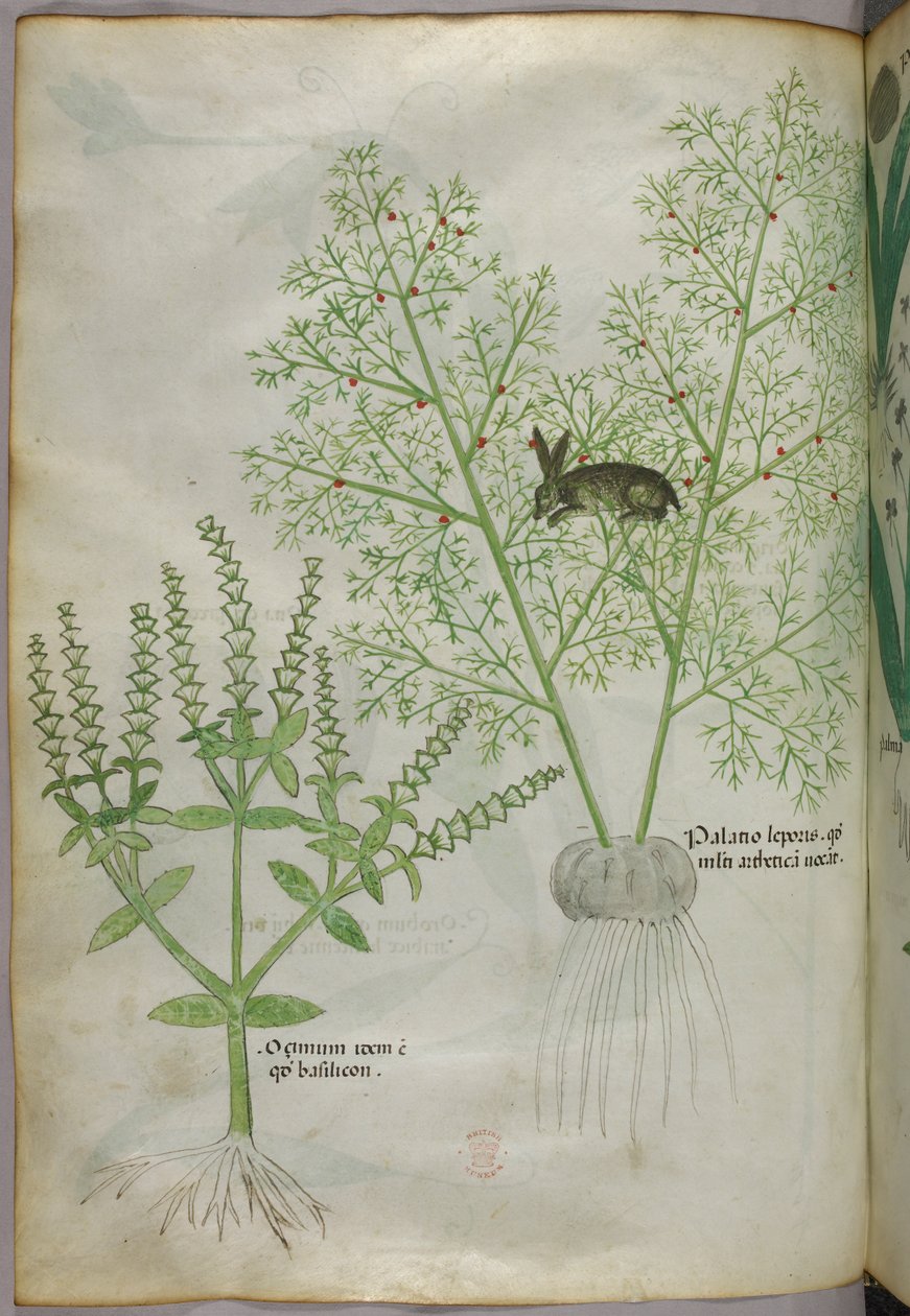 甜罗勒植物[ocimum]和芦笋间的野兔[palatio leporis]的植物插图，约 1440 年（牛皮纸上的墨水和彩色）。 作者 意大利学校