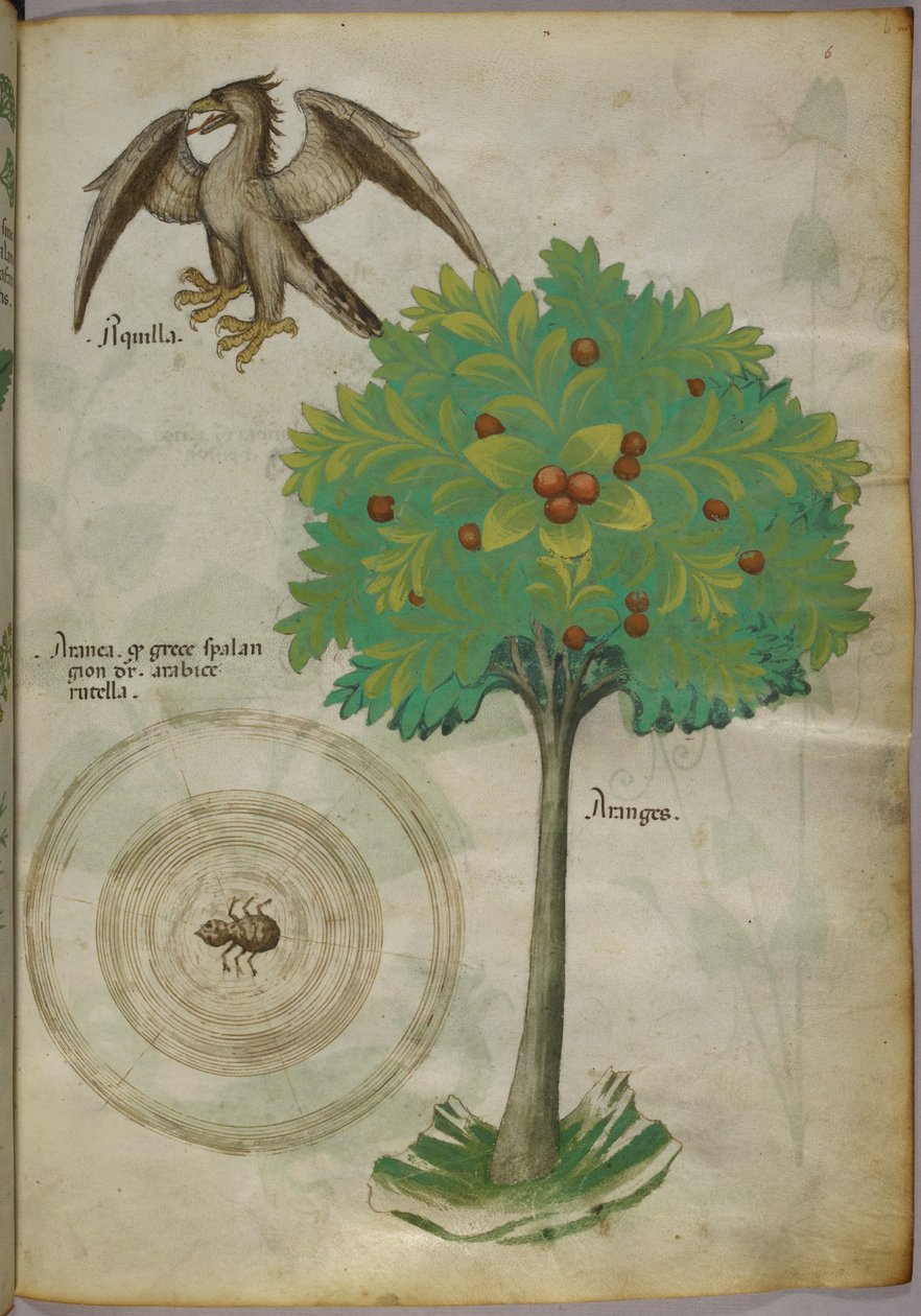 一棵树、蜘蛛网和一只鹰的植物插图，约 1440 年（牛皮纸上的墨水和色彩） 作者 意大利学校