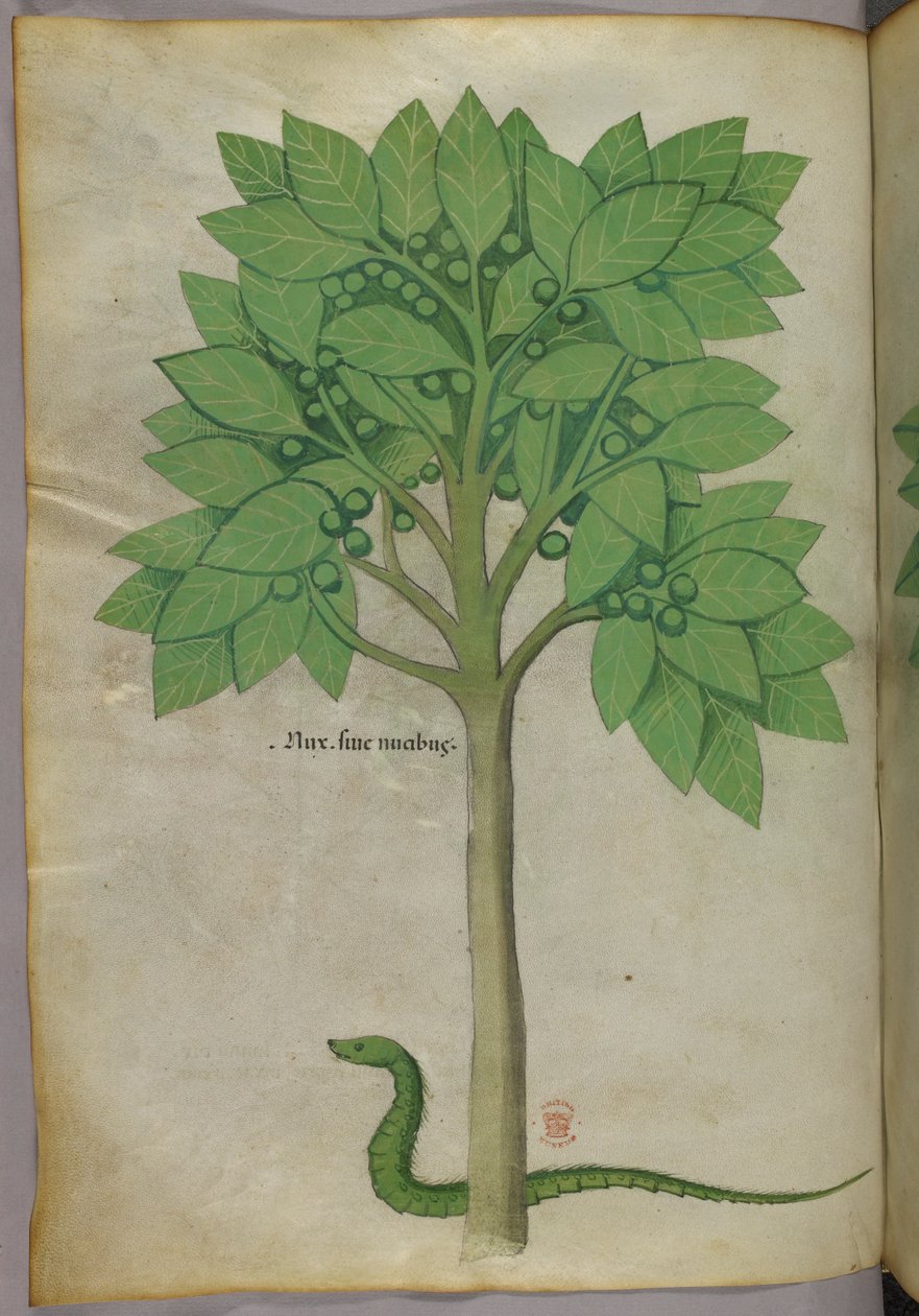 一棵树和一条蛇的植物学插图，约 1440 年（牛皮纸上的墨水和色彩） 作者 意大利学校