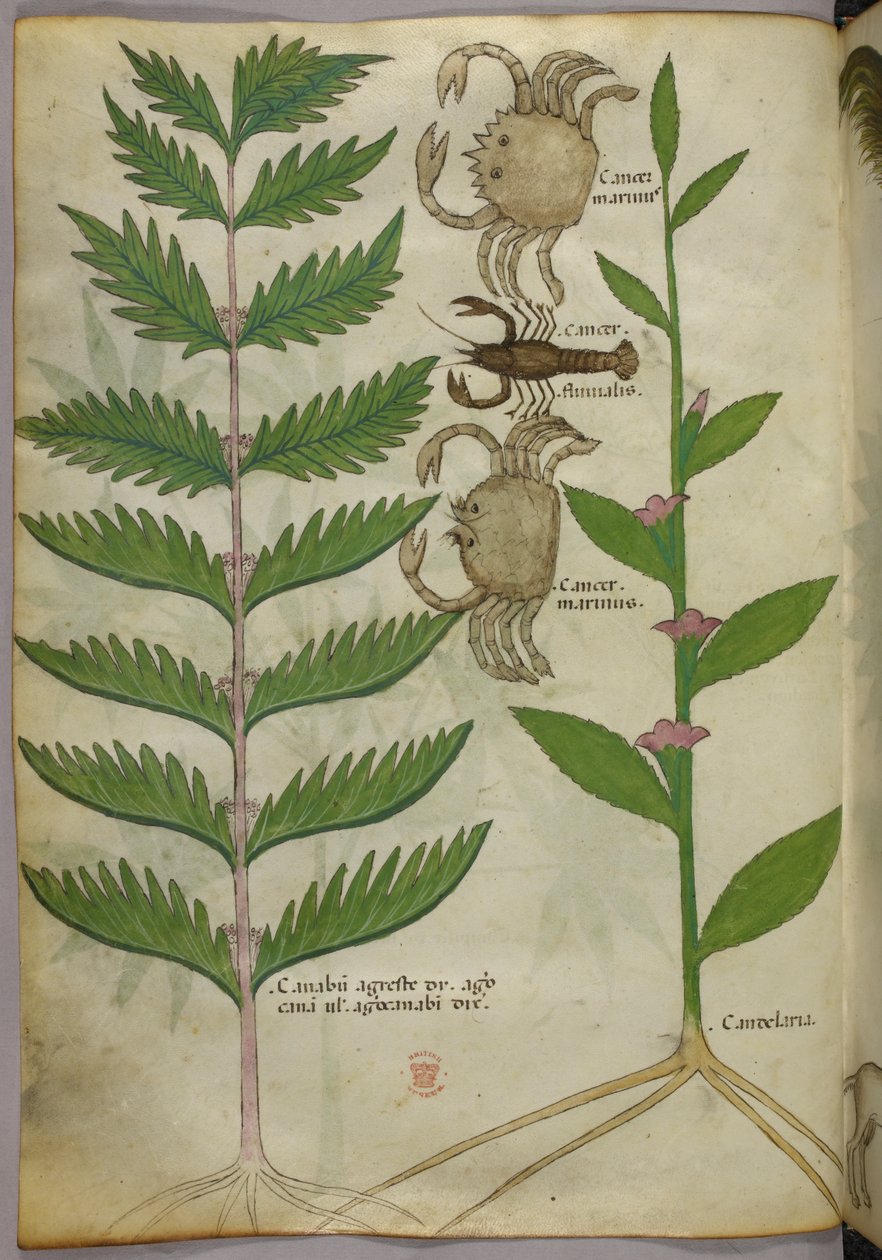 螃蟹和蝎子的植物学插图，约 1440 年（牛皮纸上的墨水和色彩） 作者 意大利学校