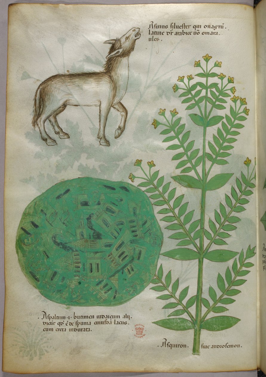 植物与马的植物学插图，约 1440 年（牛皮纸上的墨水和色彩） 作者 意大利学校