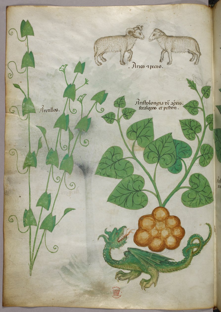 植物、龙和羊的植物学插图，约 1440 年（牛皮纸上的墨水和色彩） 作者 意大利学校