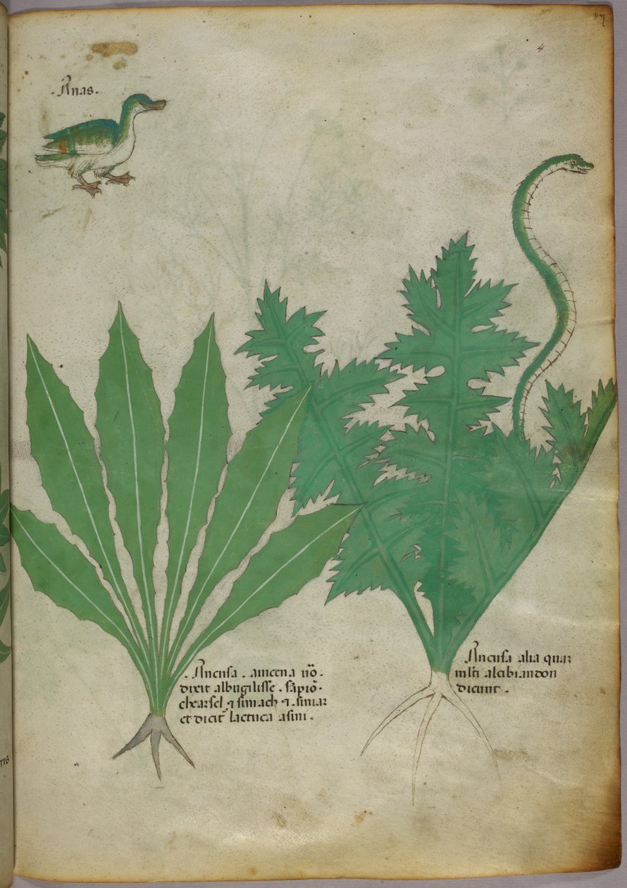 植物、蛇和鸭子的植物学插图，约 1440 年（牛皮纸上的墨水和色彩） 作者 意大利学校