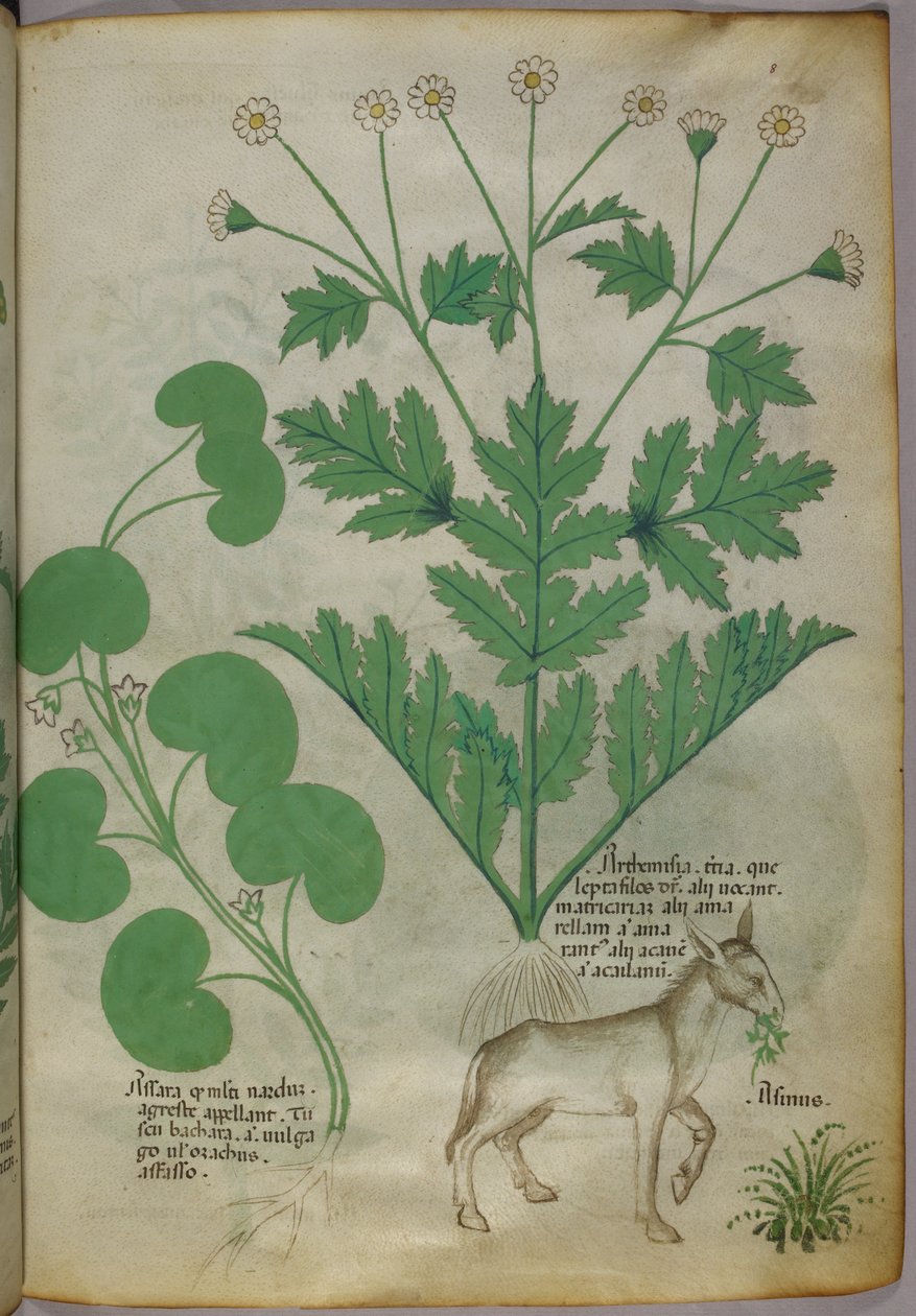植物和驴的植物学插图，约 1440 年（牛皮纸上的墨水和色彩） 作者 意大利学校