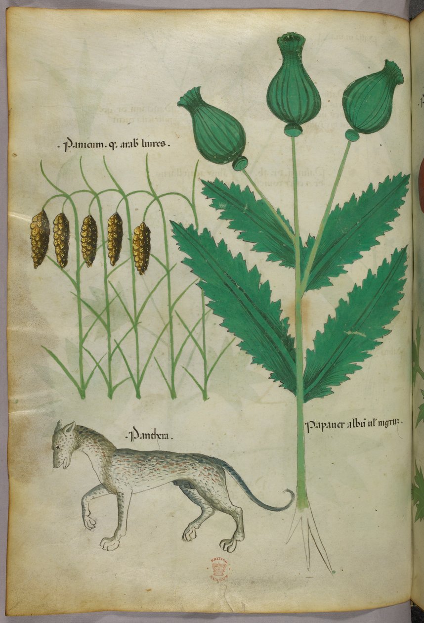植物和豹的植物学插图，约 1440 年（牛皮纸上的墨水和色彩） 作者 意大利学校