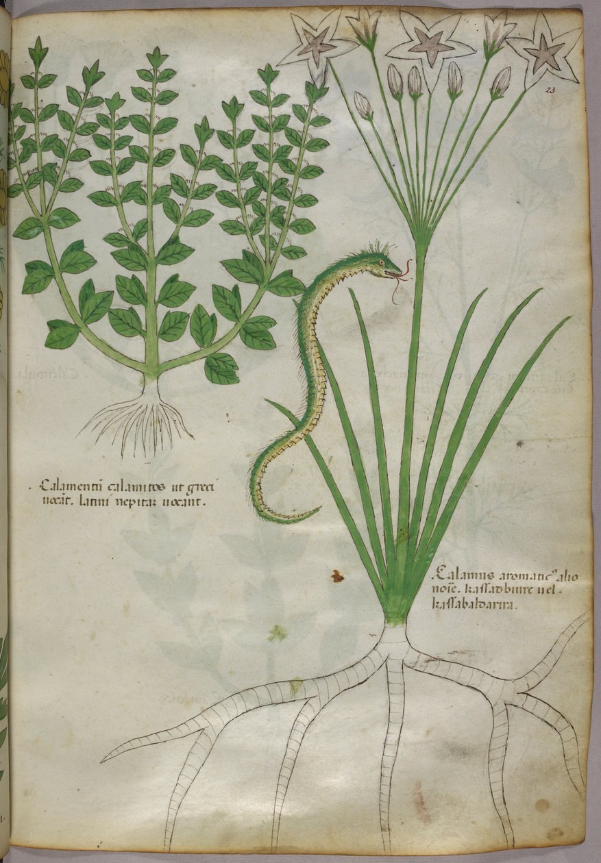 植物和蛇的植物学插图，约 1440 年（牛皮纸上的墨水和色彩） 作者 意大利学校