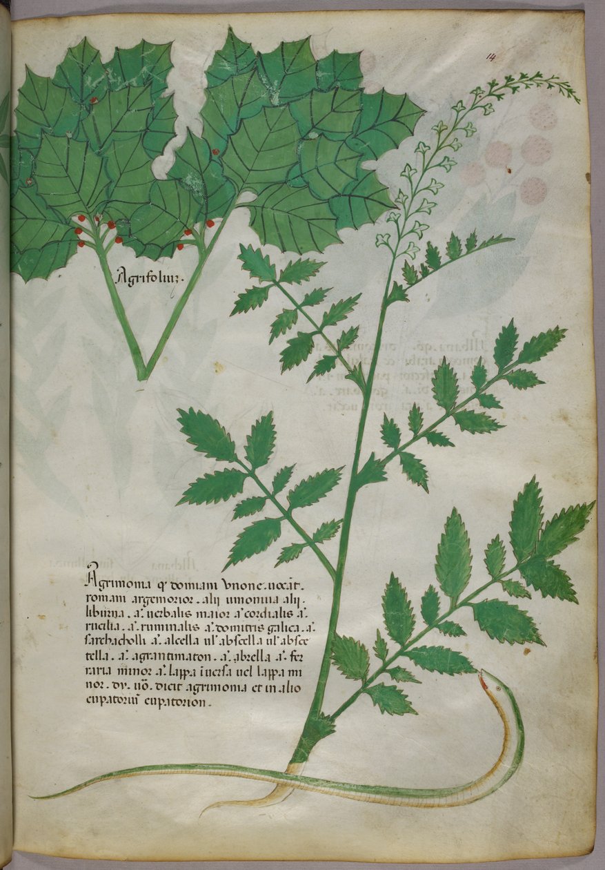 植物和蛇的植物学插图，约 1440 年（牛皮纸上的墨水和色彩） 作者 意大利学校