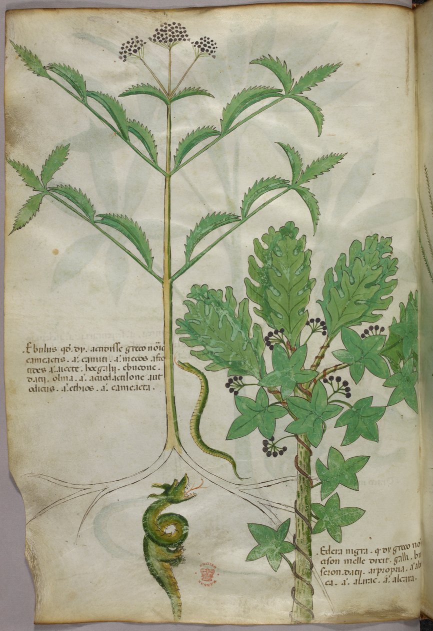 植物和蛇的植物学插图，约 1440 年（牛皮纸上的墨水和色彩） 作者 意大利学校