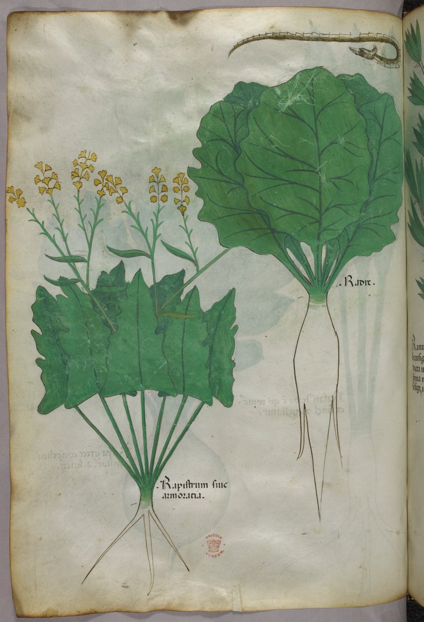 植物和蛇的植物学插图，约 1440 年（牛皮纸上的墨水和色彩） 作者 意大利学校