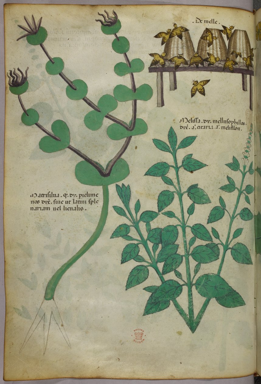 植物和蜂箱与蜜蜂的植物学插图，约 1440 年（牛皮纸上的墨水和色彩） 作者 意大利学校