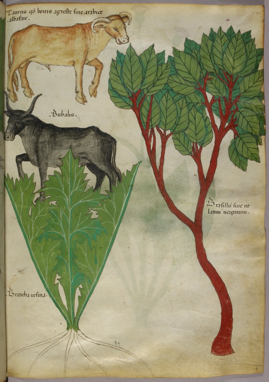 植物和公牛的植物学插图，约 1440 年（牛皮纸上的墨水和色彩） 作者 意大利学校