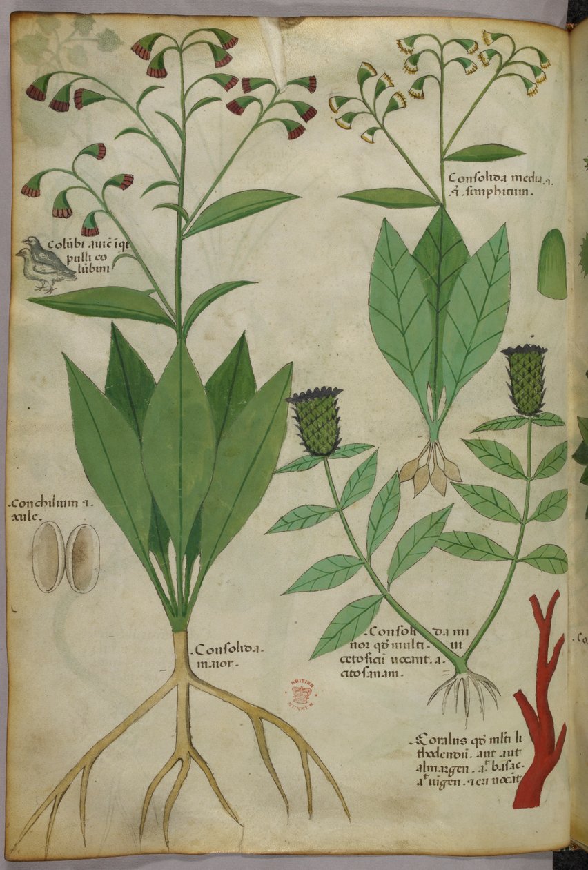 植物和珊瑚与蛇和鹿的植物学插图，约 1440 年（牛皮纸上的墨水和色彩） 作者 意大利学校