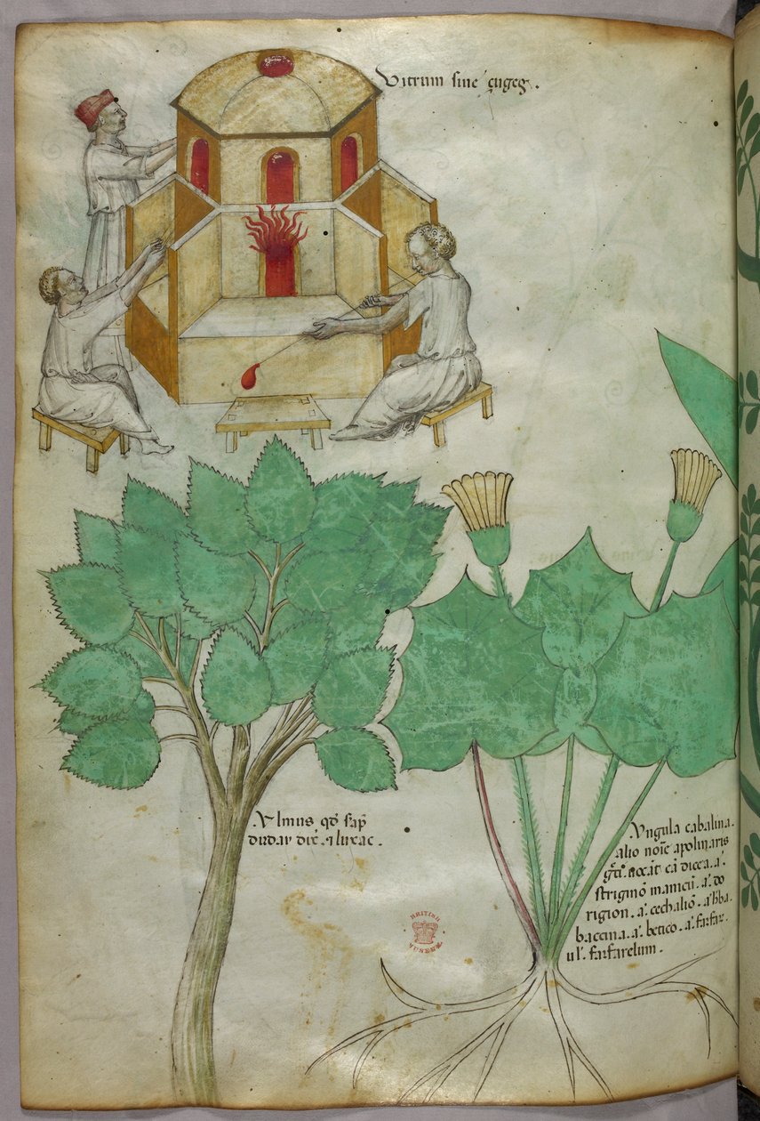 植物学插图和玻璃制造插图，约 1440 年（牛皮纸上的墨水和色彩） 作者 意大利学校