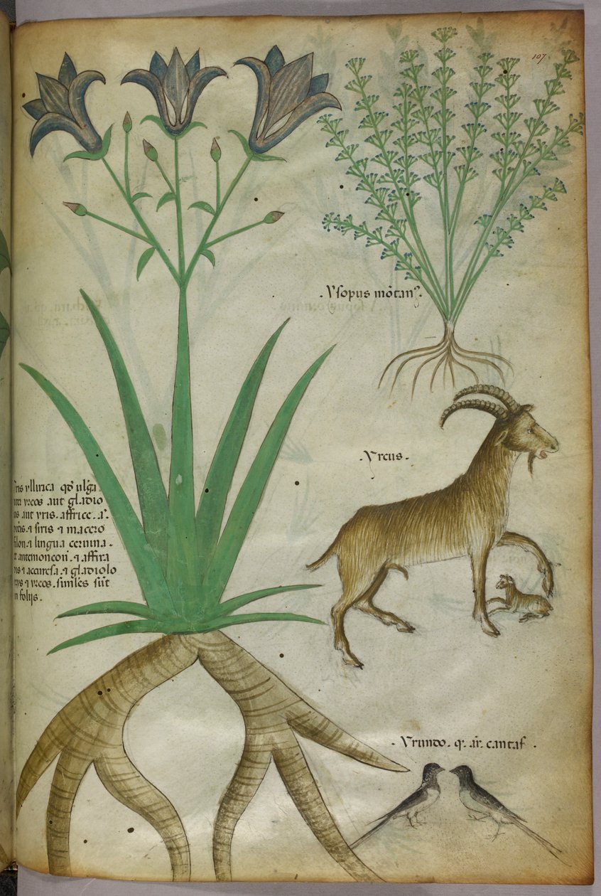 植物、鸟类和山羊的植物学插图，约 1440 年（牛皮纸上的墨水和色彩） 作者 意大利学校