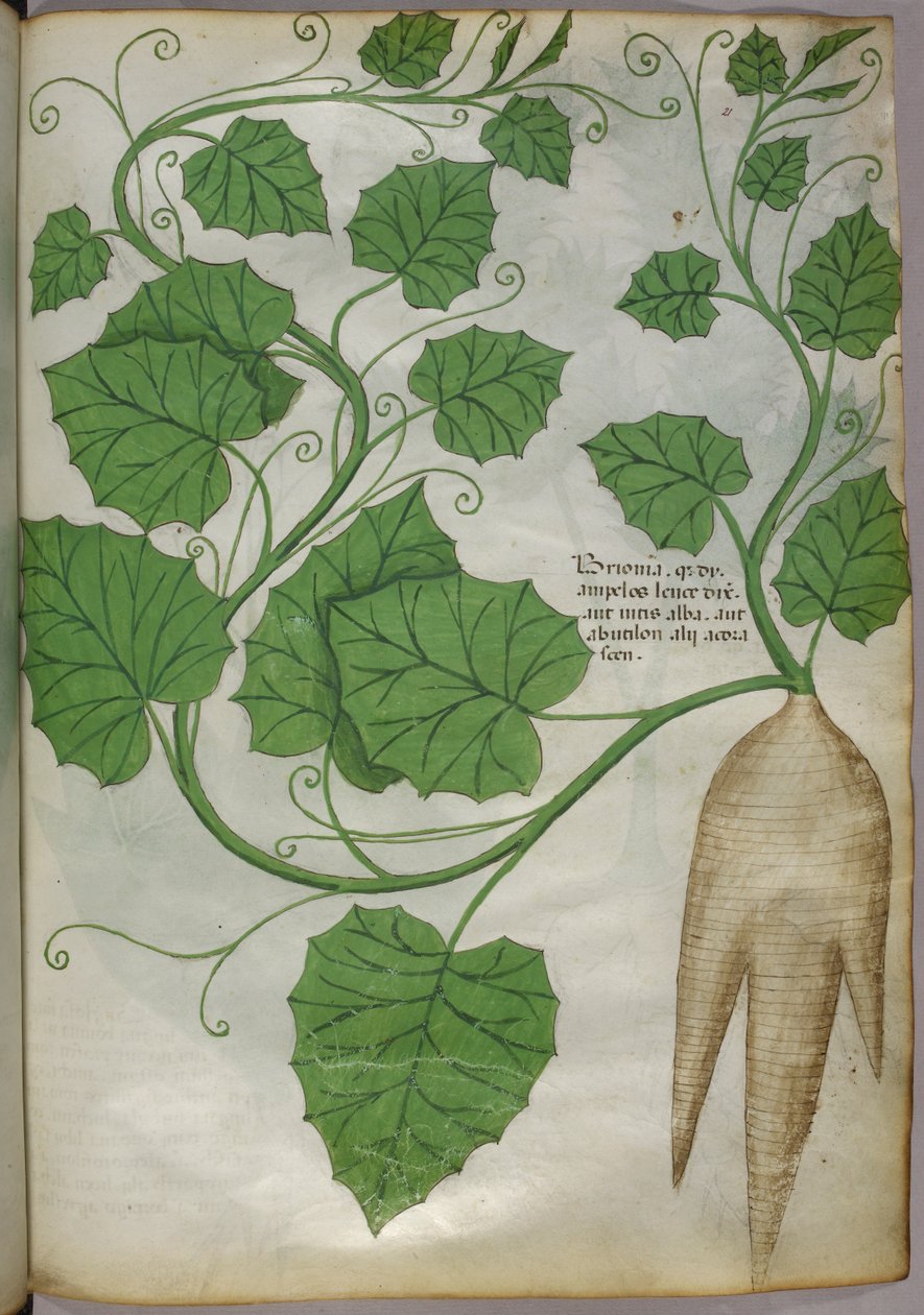 植物插图，约 1440 年（牛皮纸上的墨水和色彩） 作者 意大利学校