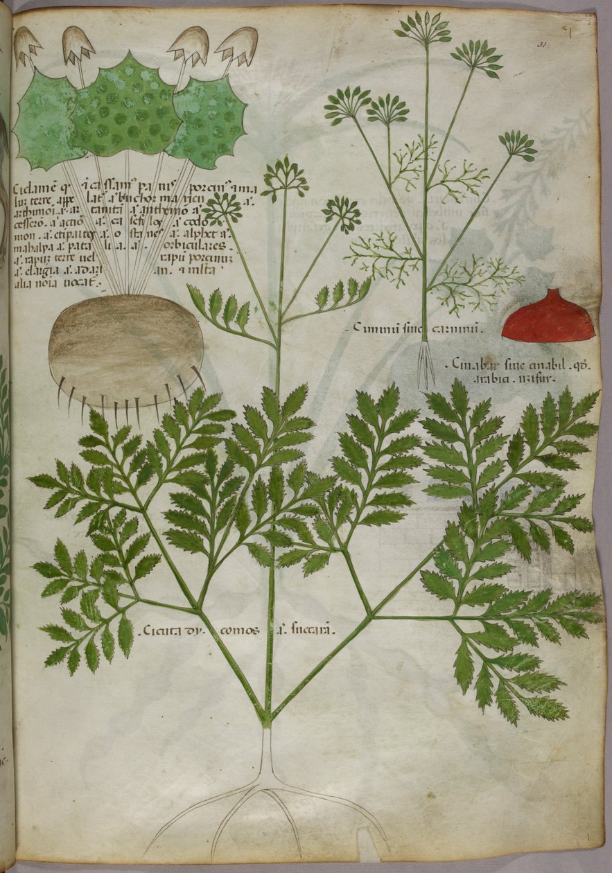 植物插图，约 1440 年（牛皮纸上的墨水和色彩） 作者 意大利学校