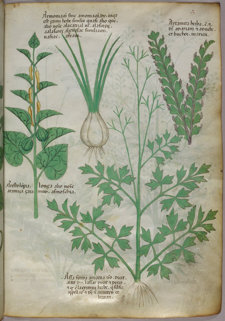 植物插图，约 1440 年（牛皮纸上的墨水和色彩） 作者 意大利学校