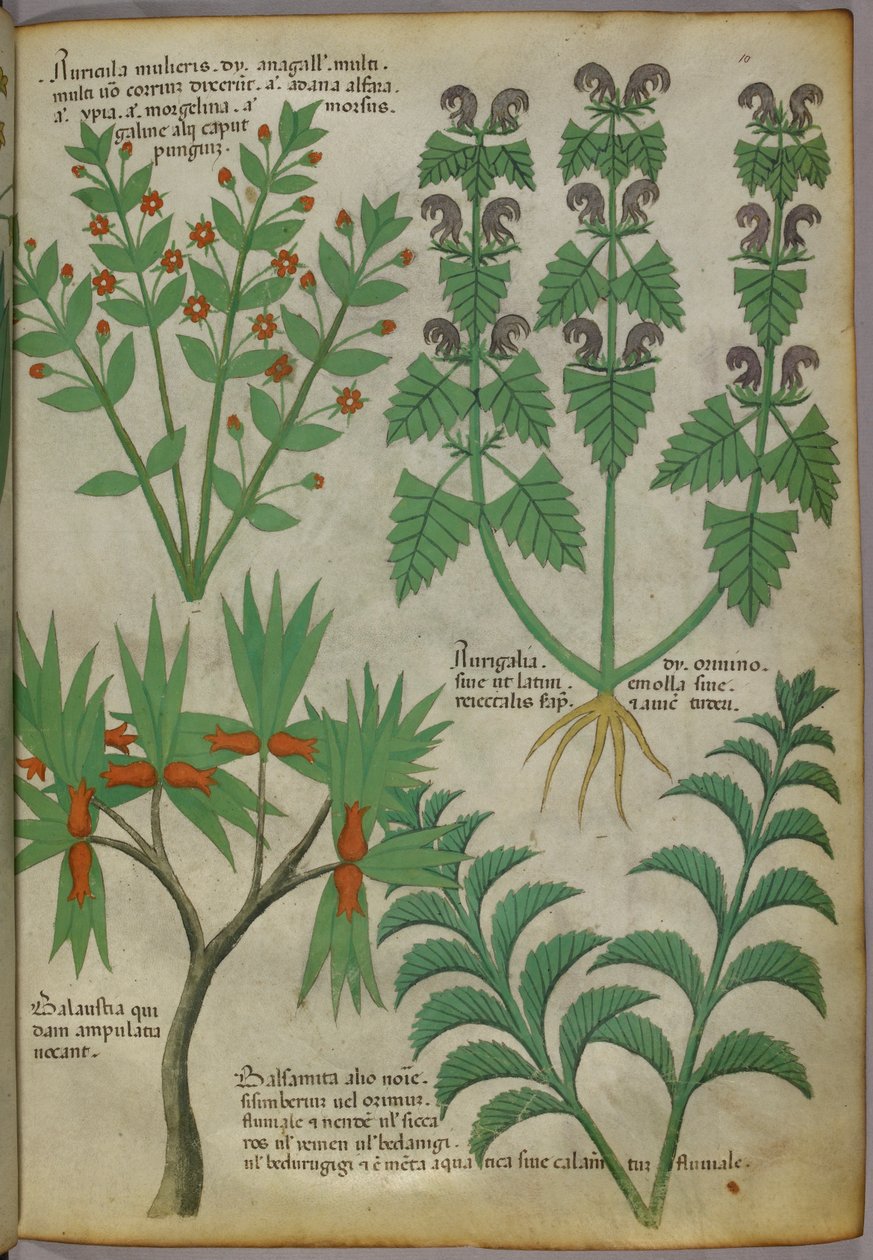 植物插图，约 1440 年（牛皮纸上的墨水和色彩） 作者 意大利学校