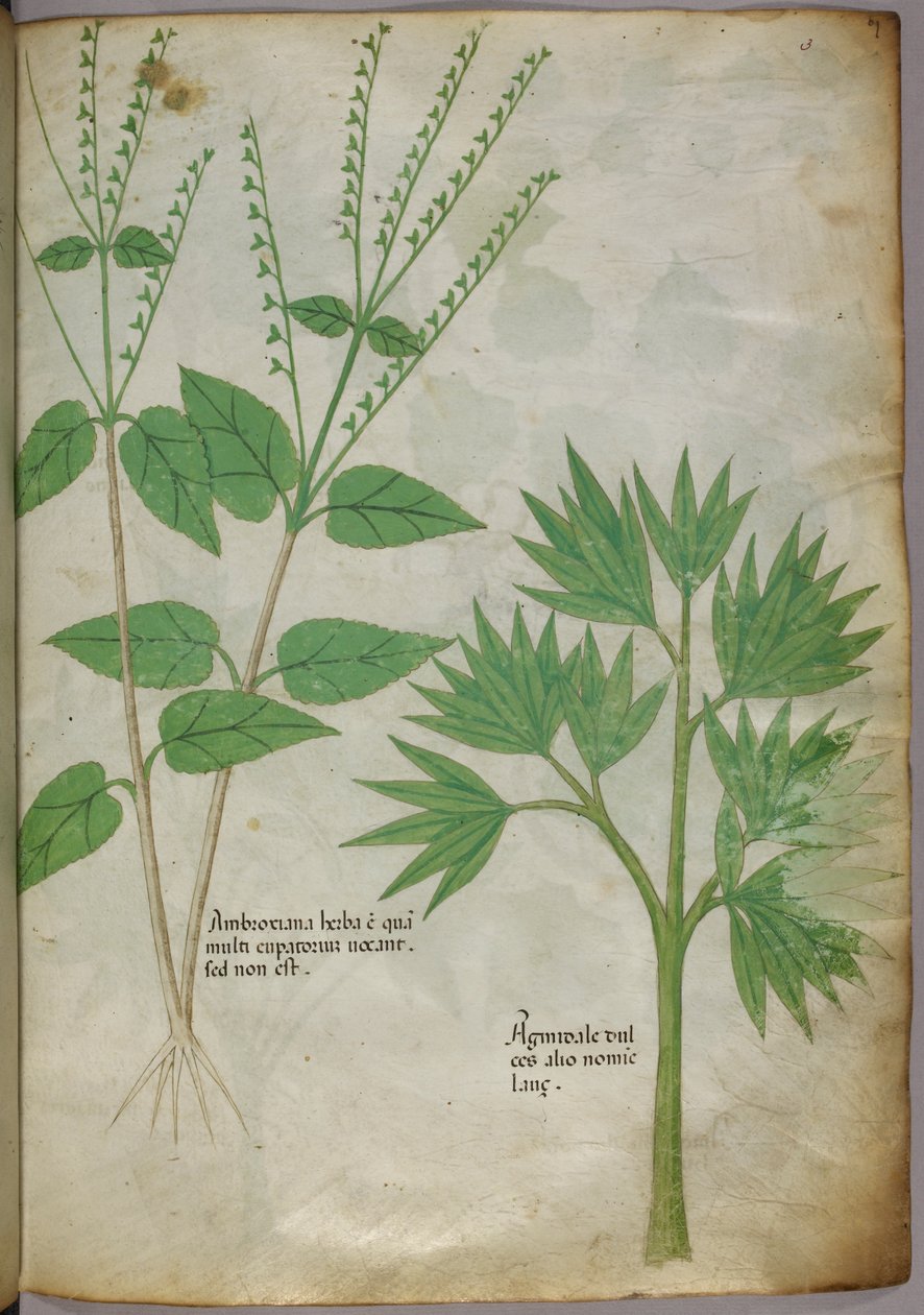 植物插图，约 1440 年（牛皮纸上的墨水和色彩） 作者 意大利学校