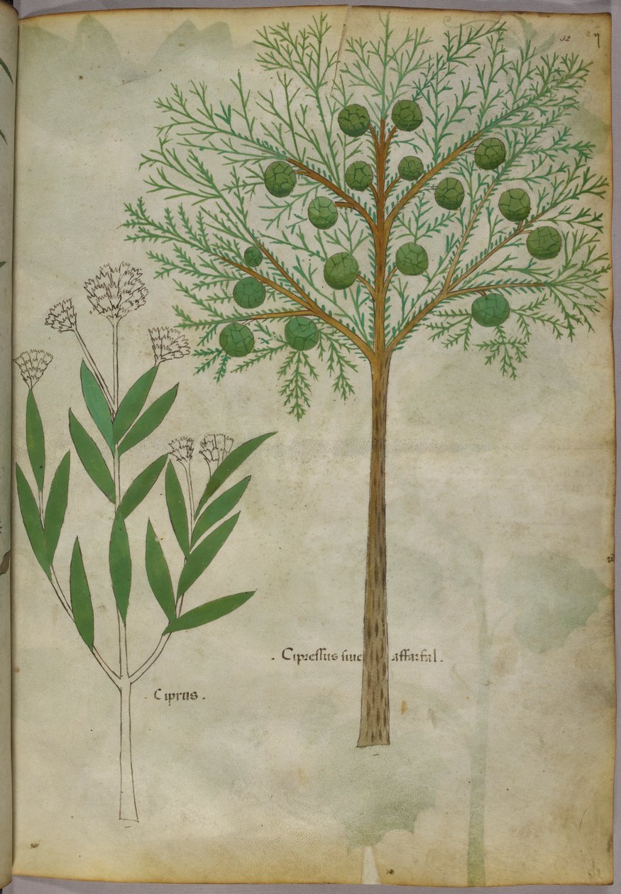 植物插图，约 1440 年（牛皮纸上的墨水和色彩） 作者 意大利学校