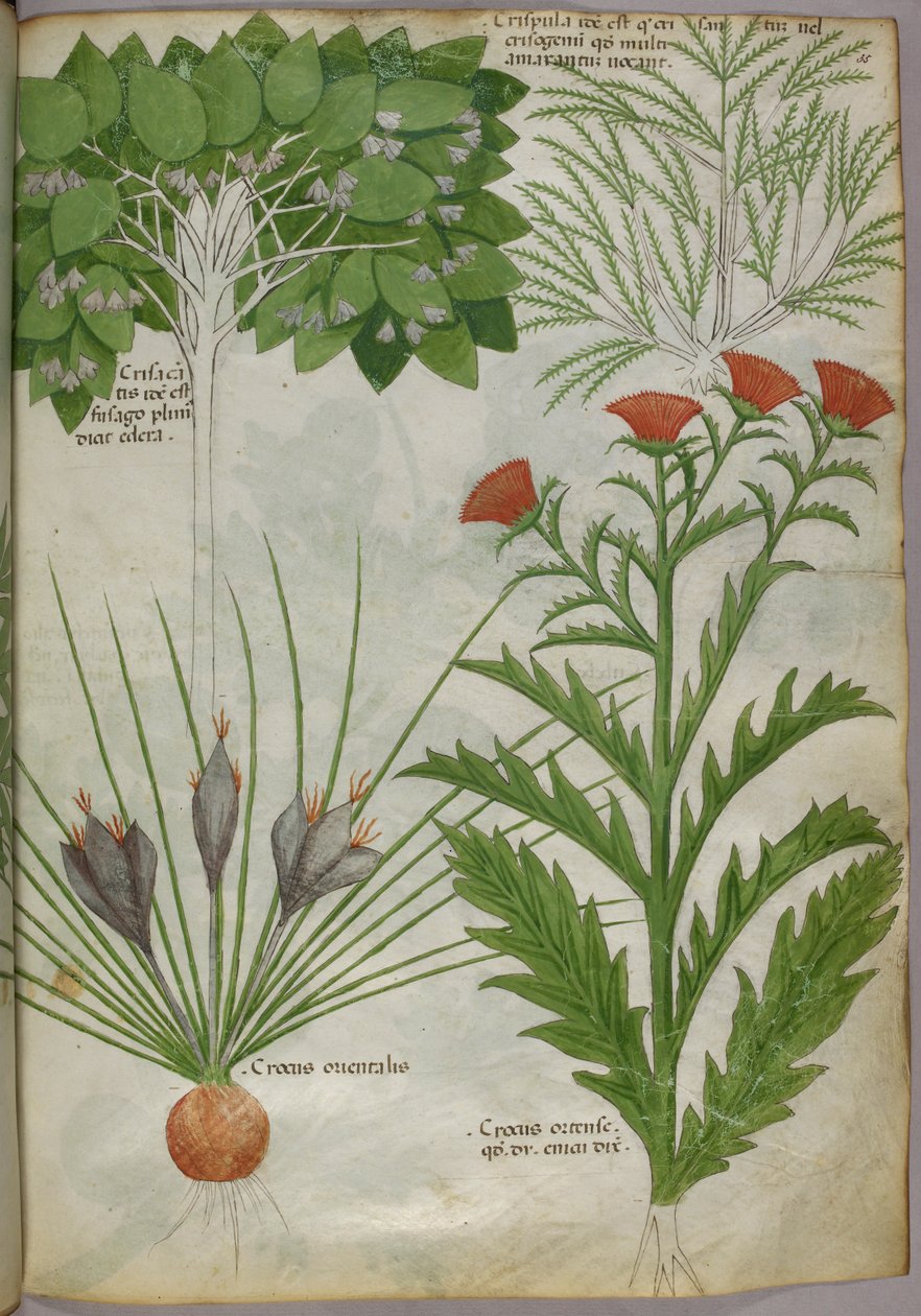 植物插图，约 1440 年（牛皮纸上的墨水和色彩） 作者 意大利学校