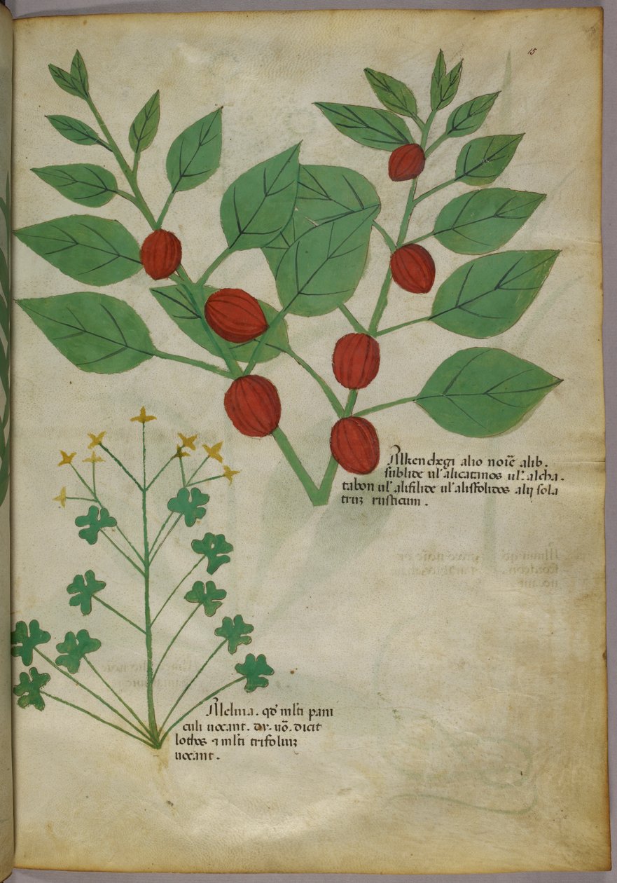 植物插图，约 1440 年（牛皮纸上的墨水和色彩） 作者 意大利学校