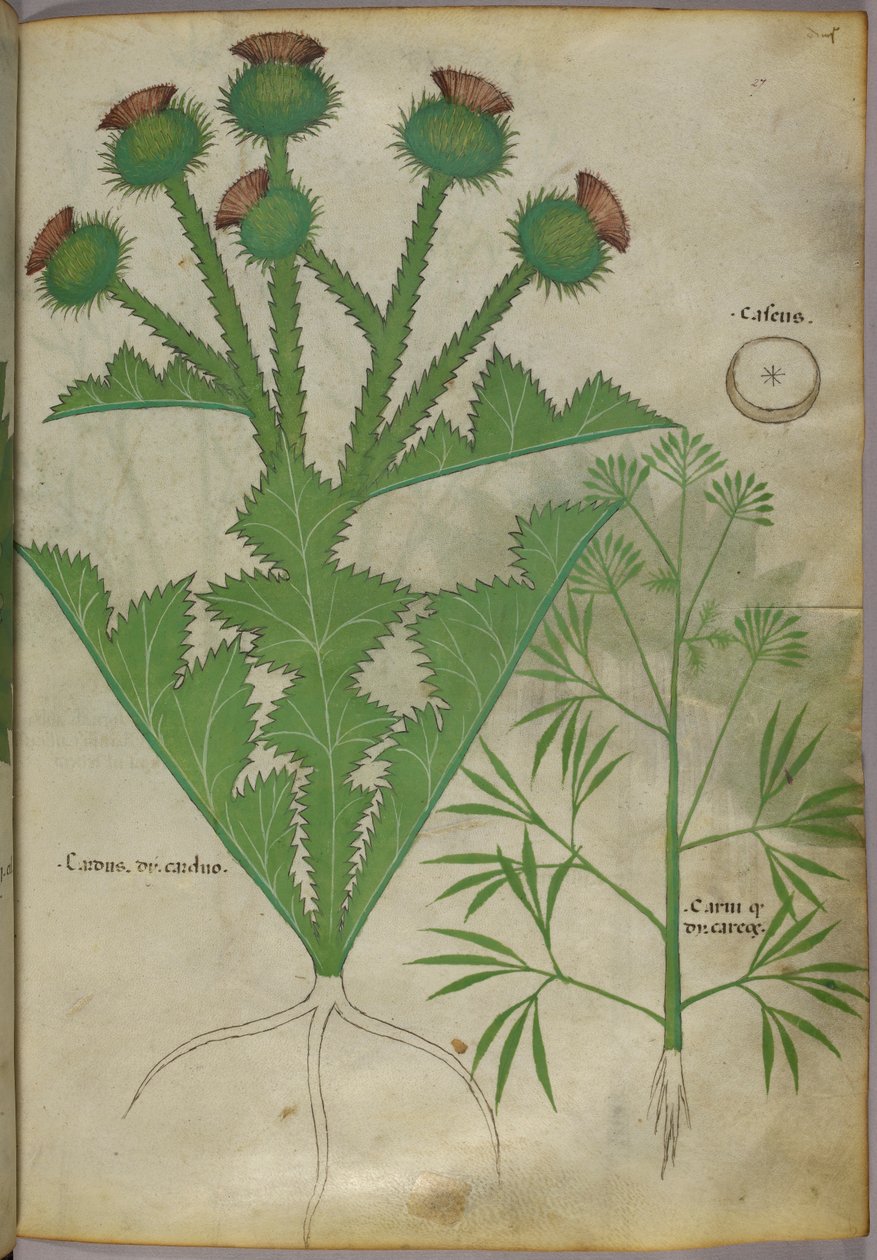 植物插图，约 1440 年（牛皮纸上的墨水和色彩） 作者 意大利学校