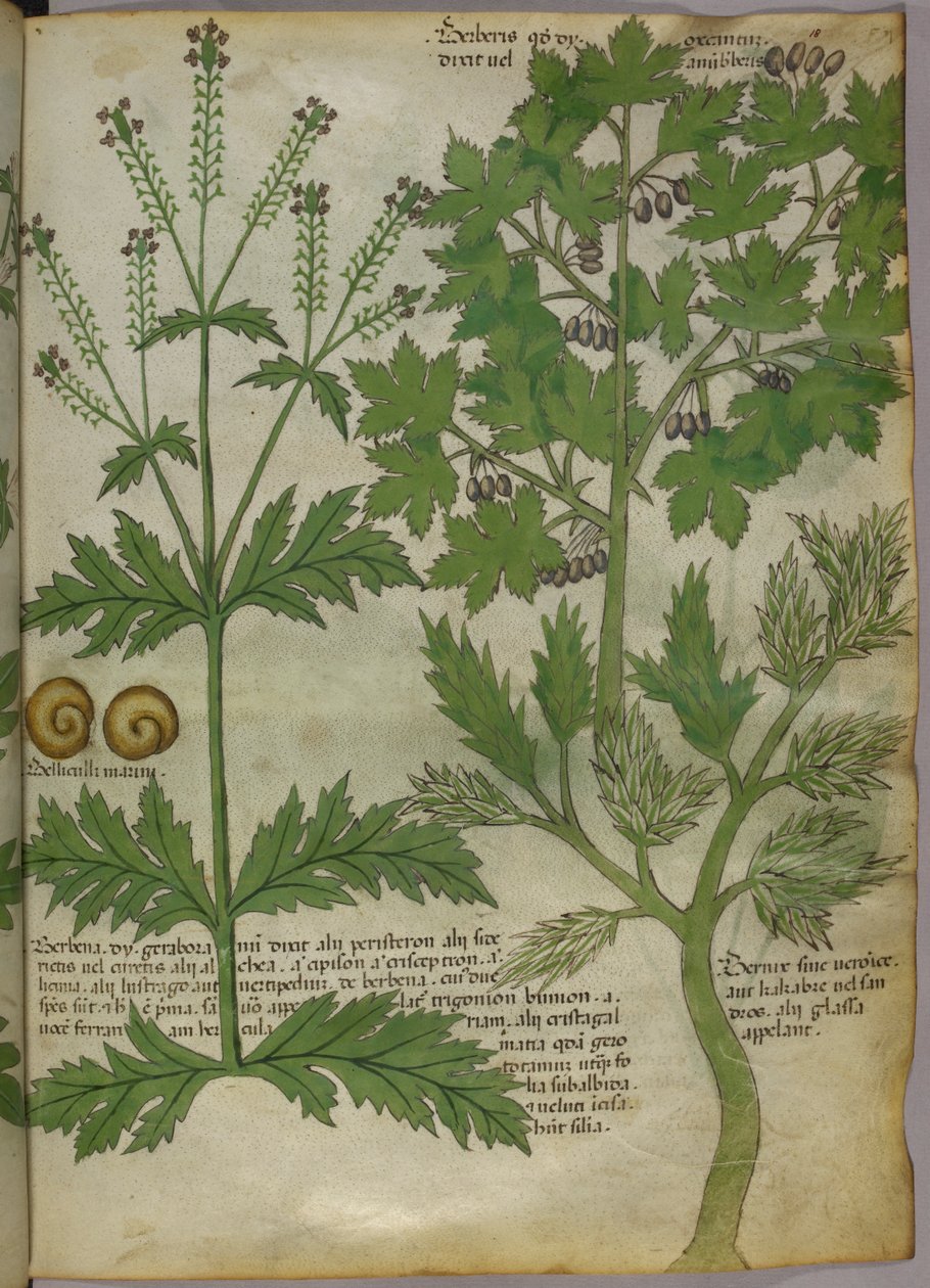 植物插图，约 1440 年（牛皮纸上的墨水和色彩） 作者 意大利学校