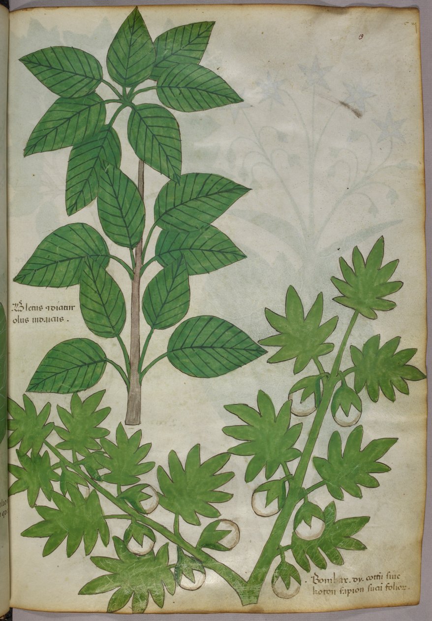 植物插图，约 1440 年（牛皮纸上的墨水和色彩） 作者 意大利学校